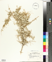 Atriplex lentiformis image