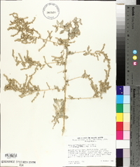 Atriplex lentiformis image