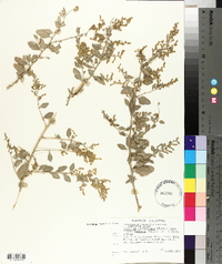 Atriplex lentiformis image