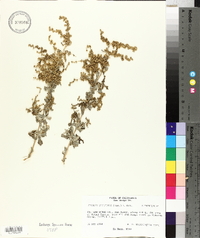 Atriplex lentiformis image