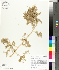 Atriplex lentiformis image