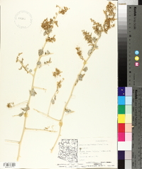 Atriplex lentiformis image