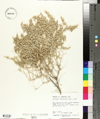 Atriplex lentiformis image