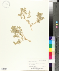 Atriplex saccaria image