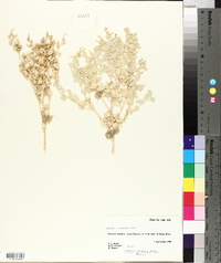 Atriplex saccaria image