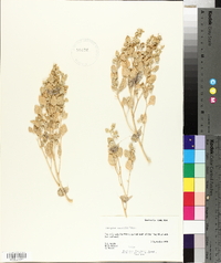 Atriplex saccaria image