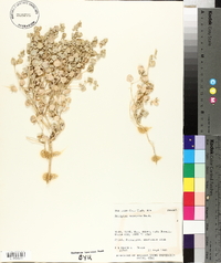 Atriplex saccaria image