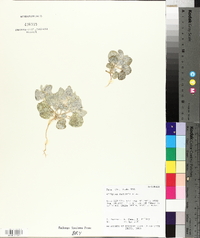 Atriplex saccaria image