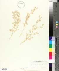 Atriplex saccaria image