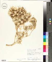 Atriplex saccaria image