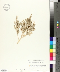 Atriplex saccaria image