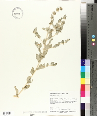 Atriplex rosea image