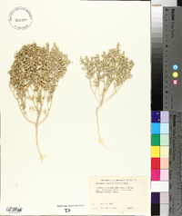 Atriplex pusilla image