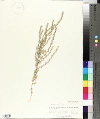 Atriplex powellii image