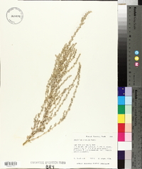 Atriplex powellii image