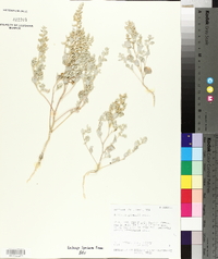 Atriplex powellii image