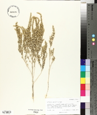 Atriplex powellii image