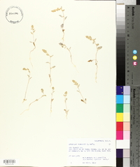 Atriplex powellii image