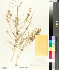 Atriplex polycarpa image