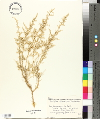 Atriplex polycarpa image