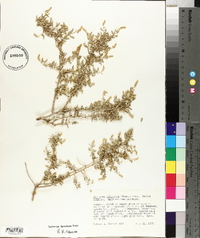 Atriplex polycarpa image