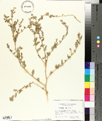 Atriplex pentandra image