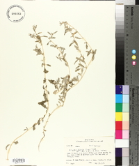 Atriplex pentandra image