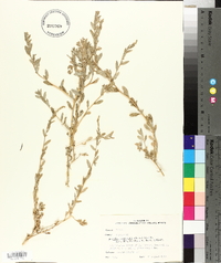 Atriplex pentandra image