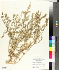 Atriplex pentandra image