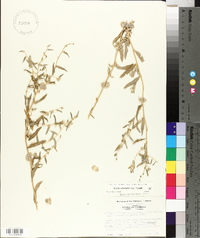 Atriplex pentandra image