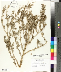 Atriplex pentandra image