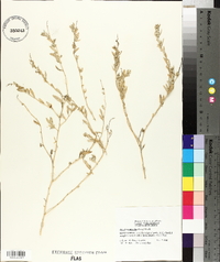 Atriplex pentandra image