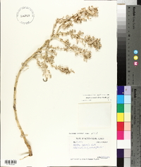 Atriplex pentandra image