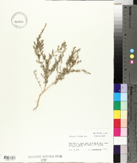 Atriplex wrightii image