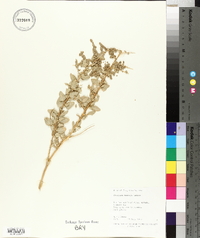 Atriplex torreyi image