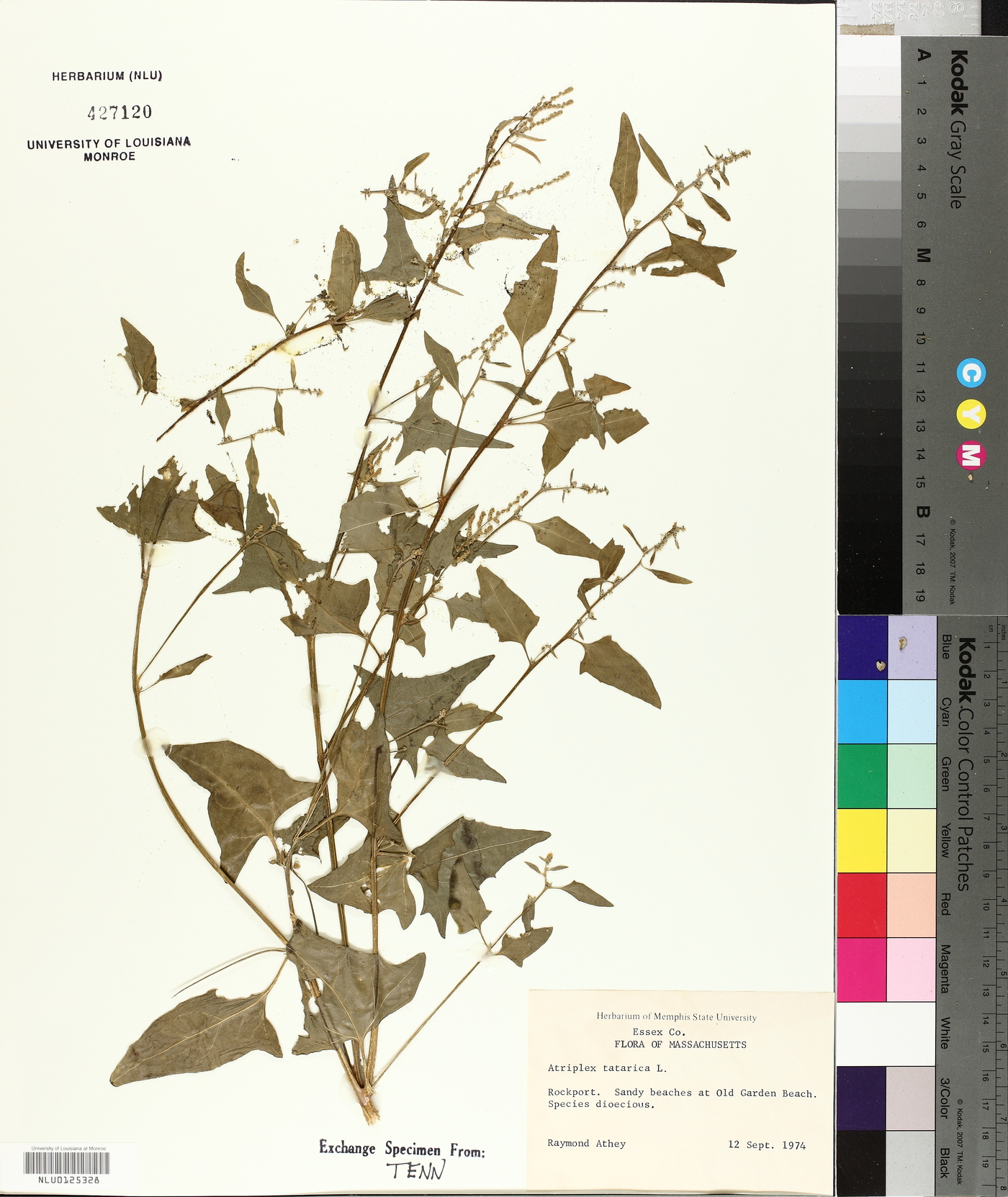 Atriplex tatarica image