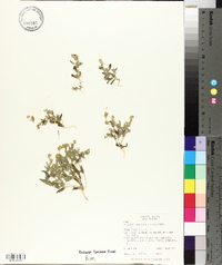 Atriplex suckleyi image