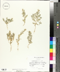 Atriplex suckleyi image