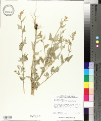 Atriplex subspicata image