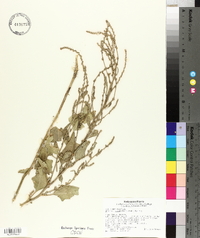 Atriplex subspicata image