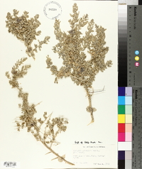 Atriplex spinifera image