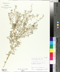 Atriplex semibaccata image