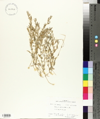 Atriplex semibaccata image