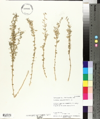 Atriplex semibaccata image