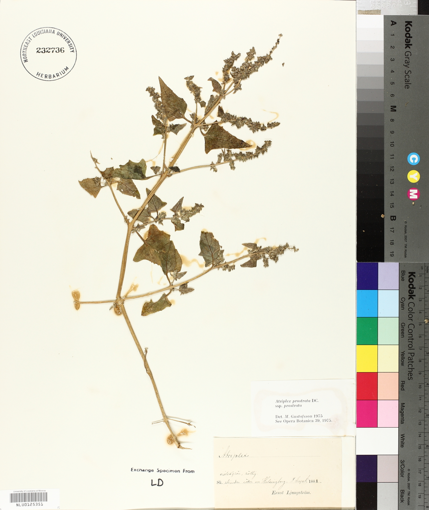 Atriplex prostrata subsp. prostrata image