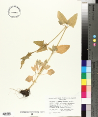 Atriplex prostrata image