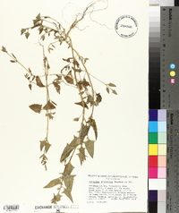 Atriplex prostrata image