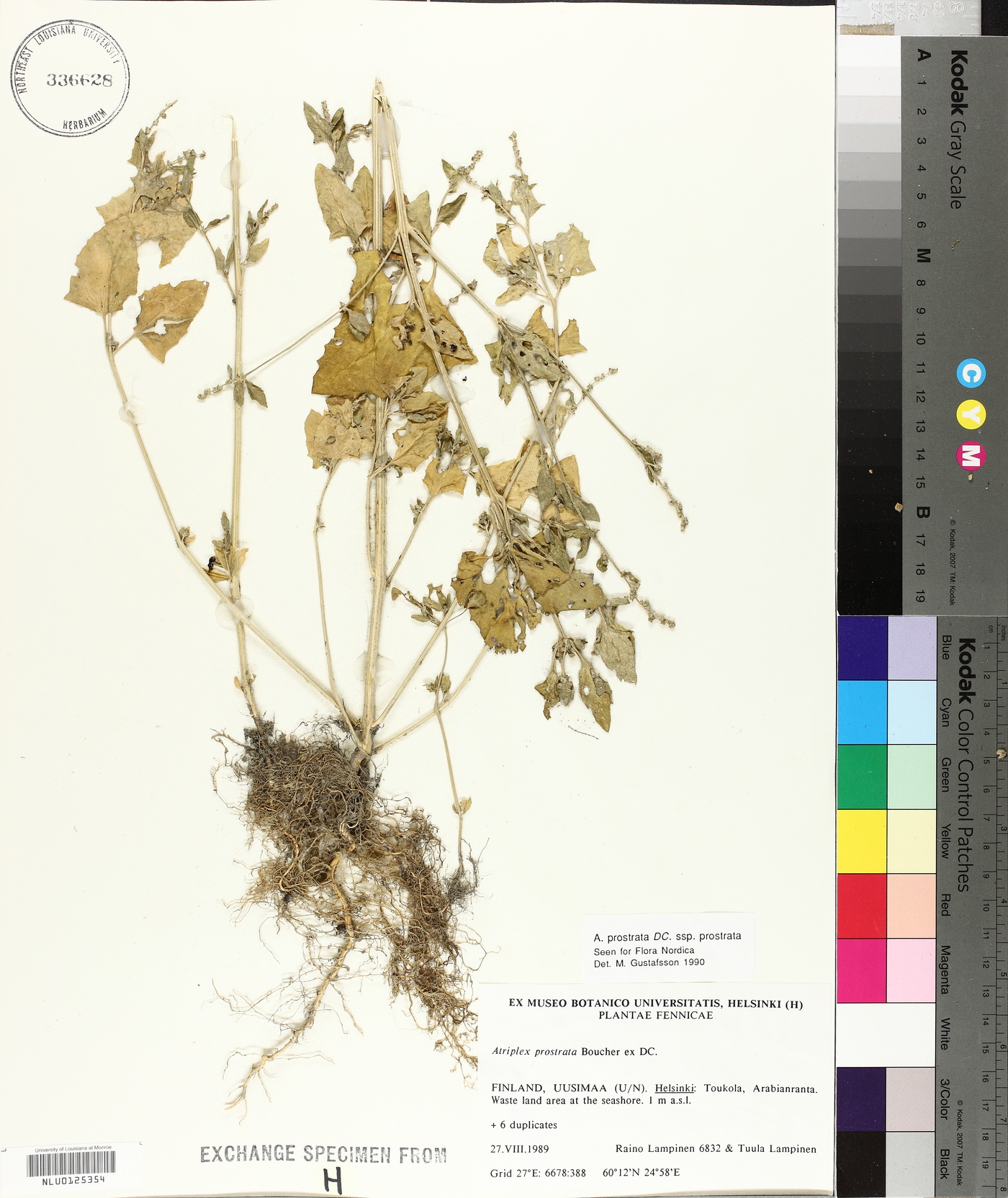 Atriplex prostrata subsp. prostrata image