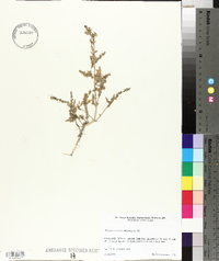 Atriplex prostrata image