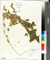 Atriplex prostrata image